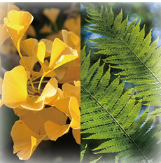 �t�@�j�[ �r�[ �p��